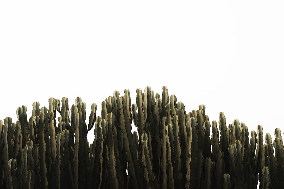 离婚之后，千年前的她那样活着